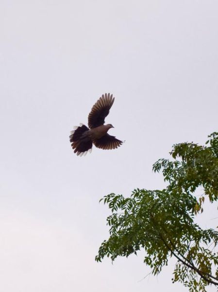 斑鸠是财运_斑鸠飞进家里代表什么