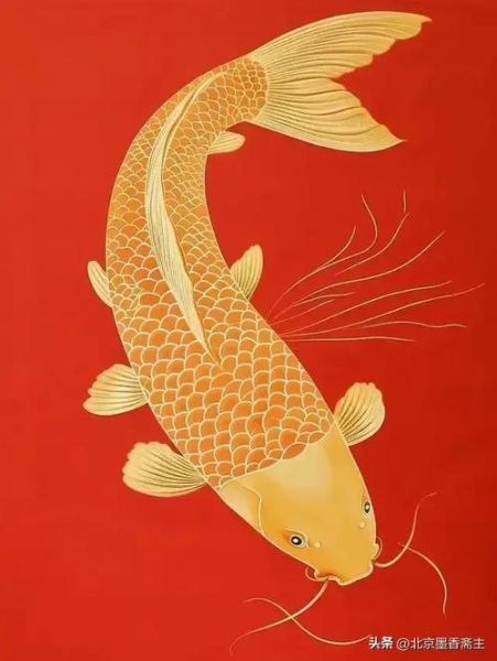 红色的鱼财运_养红鱼真的能招财吗
