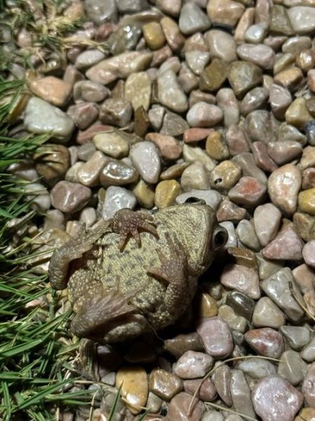 梦到蛤蟆是什么意思_梦到蛤蟆预示着什么