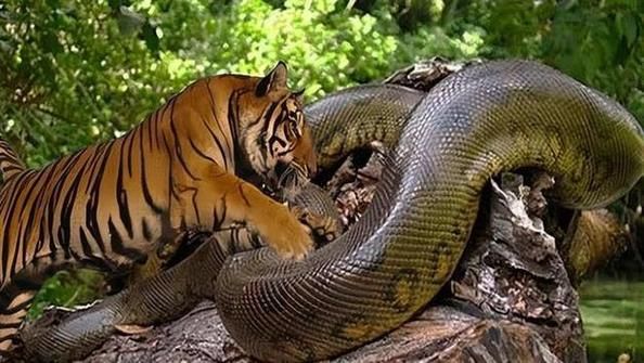 梦到老虎蛇是什么意思_梦见老虎和蛇同时出现预示什么