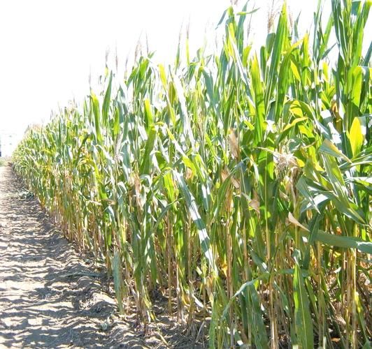 梦到玉米秸是什么意思_玉米秸梦境解析