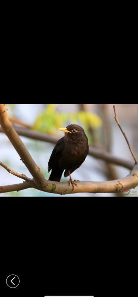 鸟死财运_鸟死代表什么预兆