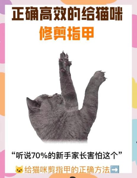 梦到给猫剪指甲_意味着什么
