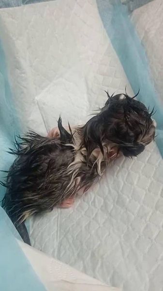 梦到刚出生的小猫_意味着什么