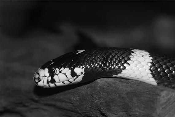 女人梦到被黑色的蛇咬_意味着什么