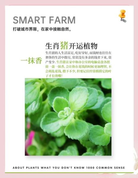 鸡狗合财吗_鸡狗财运如何提升