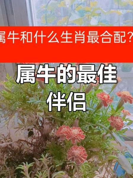 鸡和牛合财吗_鸡牛合伙做生意会破财吗