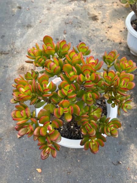 肉类花招财吗_多肉植物风水禁忌