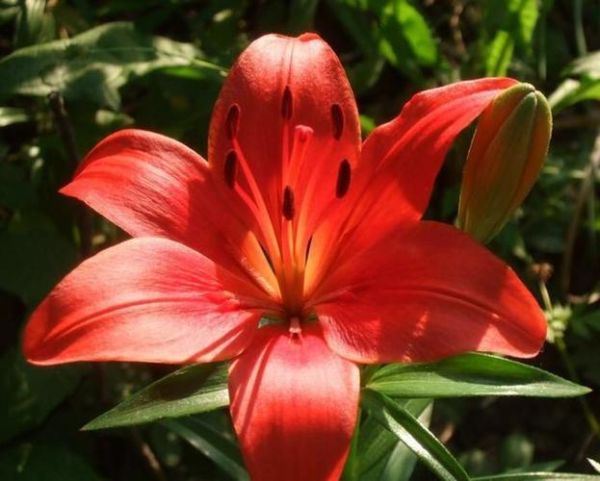 彭欣运势_2024年事业财运感情全解析