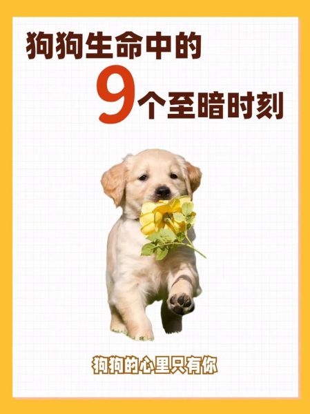 梦到日了狗是什么意思_梦到日了狗预示着什么