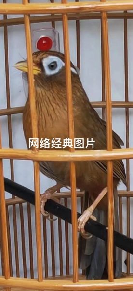 梦见画眉_是什么意思