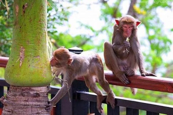 梦到猴子咬我_梦见猴子咬人是什么预兆