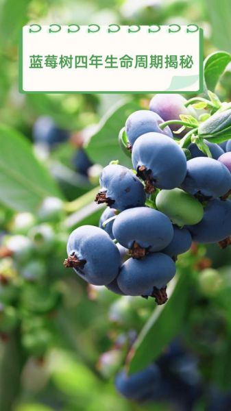 梦到蓝莓树是什么意思_蓝莓树梦境解析