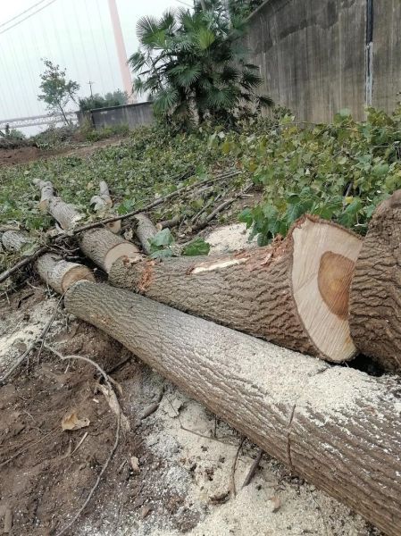 梦到锯树是什么意思_梦见锯树好不好