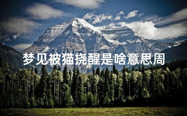 梦到被猫抓_周公解梦准吗