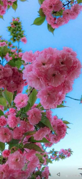 梦到粉色的花是什么意思_粉色花朵梦境解析
