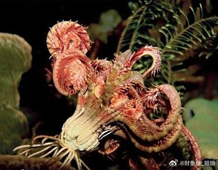 海百合星座本周运势如何_海百合星座感情走向