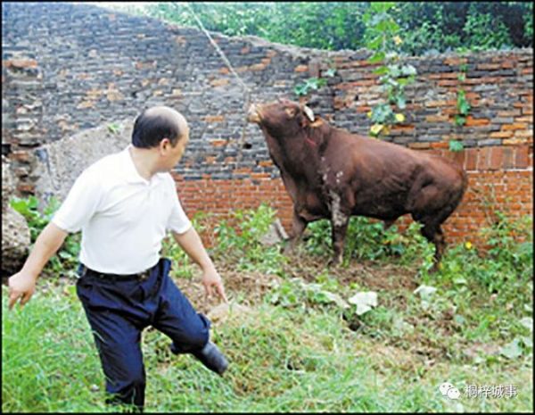 梦到牛咬人是什么意思_梦到牛咬人预示什么