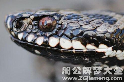 梦到长毛是什么意思_梦见长毛好不好