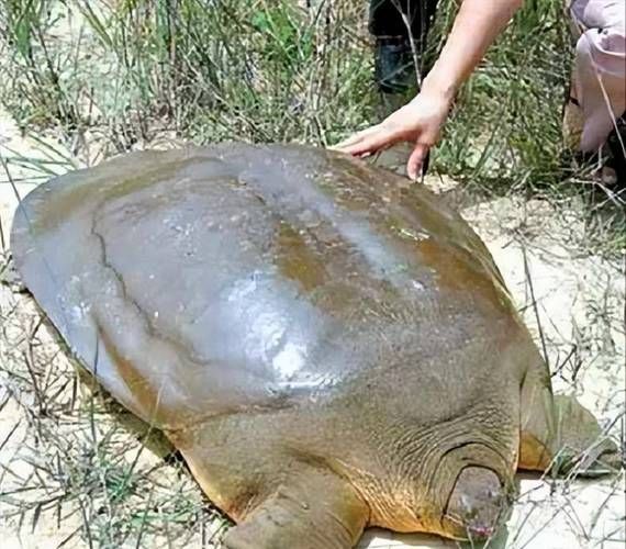 梦到钓鱼钓到乌龟_周公解梦准吗