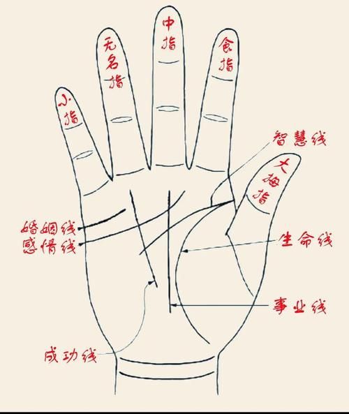 财运线有两条代表什么_手相两条财运线好吗