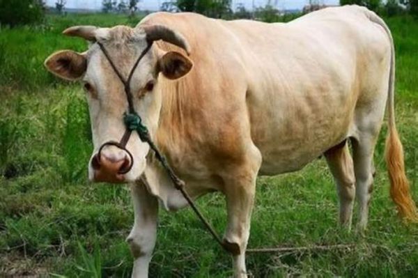 梦到去找牛是什么意思_梦见牛丢了又找到预示什么