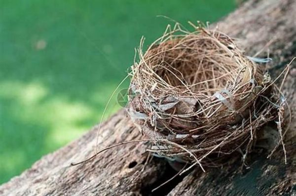 梦到鸟巢是什么意思_梦见鸟巢预示什么