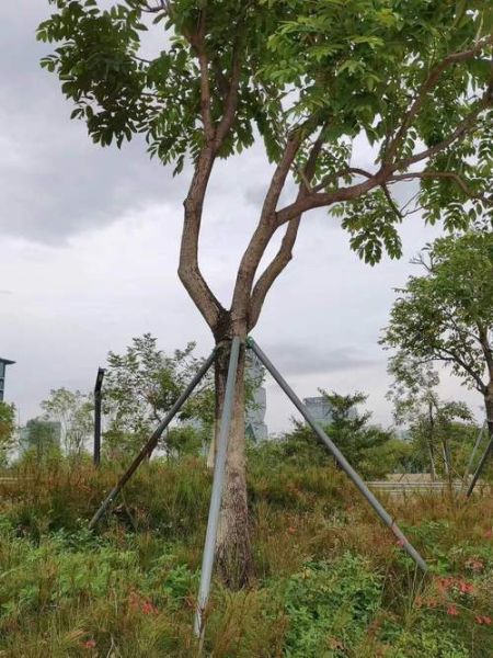 梦到变成树是什么意思_如何解读梦中变树