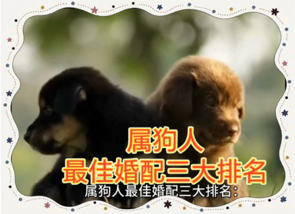 属狗和属狗做朋友合不合_性格互补还是冲突