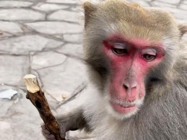 梦到猴子咬手是什么意思_梦见猴子咬手预示什么