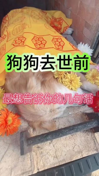 梦到死去的狗狗_它想告诉我什么