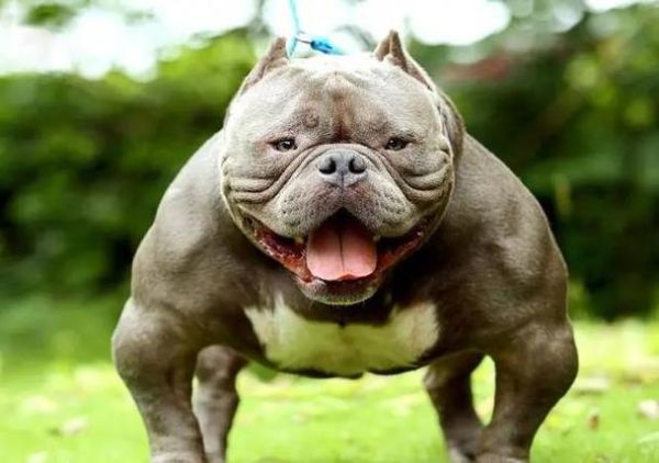 梦见狗扑向自己_是什么预兆