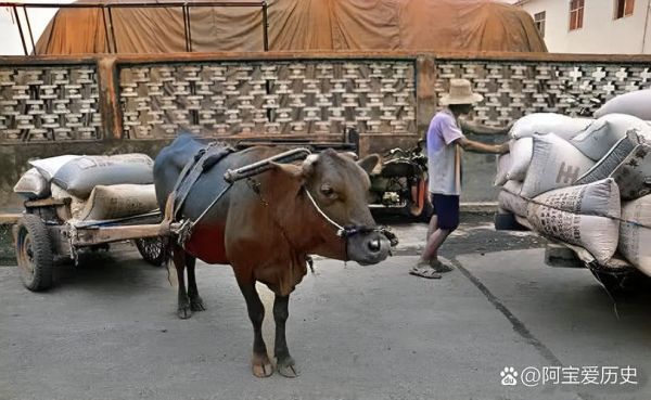 梦到赶牛车是什么意思_梦见牛车预示什么