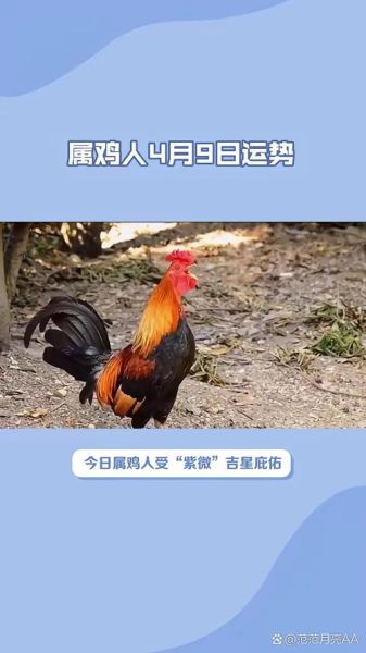 属鸡人4月财运如何_属鸡人4月财运提升方法