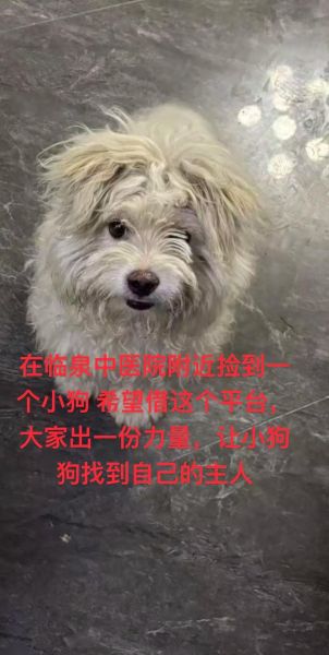 梦到捡到小狗_是什么意思