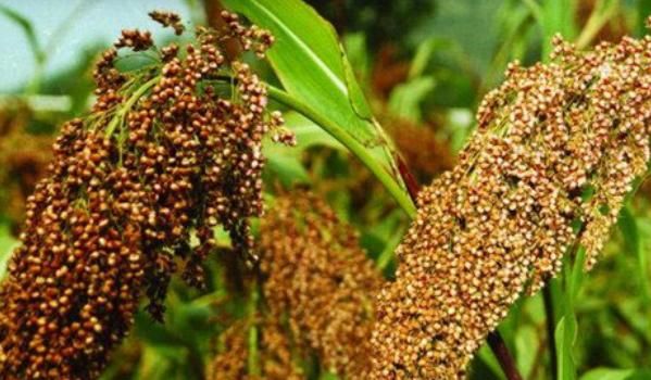 梦到高粱粒是什么意思_梦见高粱粒预示什么