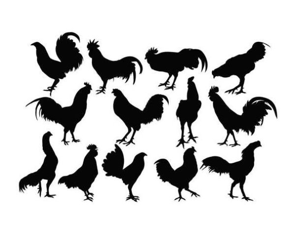 马和什么属相相合_马与哪些生肖最配