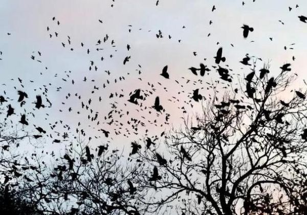 梦到乌鸦是什么意思_如何化解乌鸦噩梦