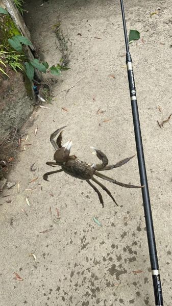 梦到钓螃蟹是什么意思_梦见钓螃蟹预示什么