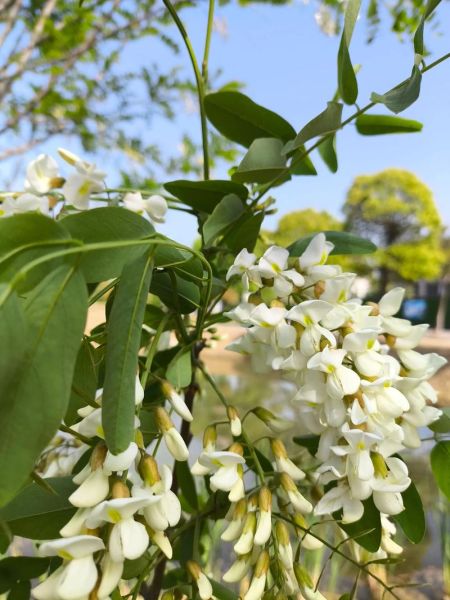 梦到槐树开花预示生女孩吗_孕妇梦见槐树开花生女准吗