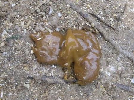 梦到铲狗屎是什么意思_梦见清理狗屎预示什么