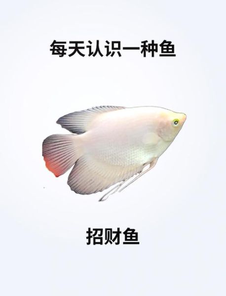 财运鱼有哪些_养什么鱼招财最灵验