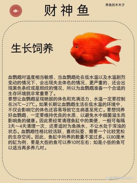 鱼带来财运名字_怎么取最招财