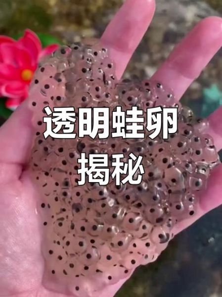 梦到青蛙卵是什么意思_青蛙卵梦境解析