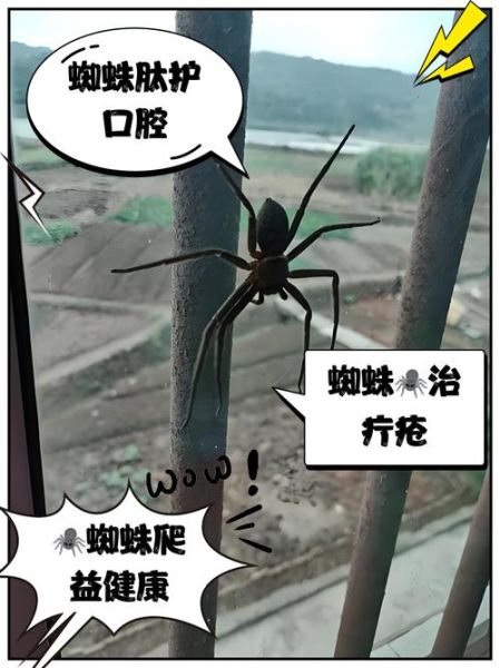 蜘蛛进家里是吉是凶_蜘蛛与财运的风水说法