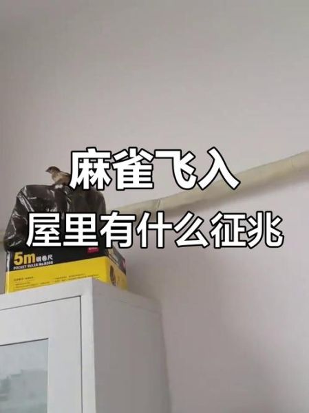 麻雀飞进家里是吉兆吗_麻雀代表财运还是破财