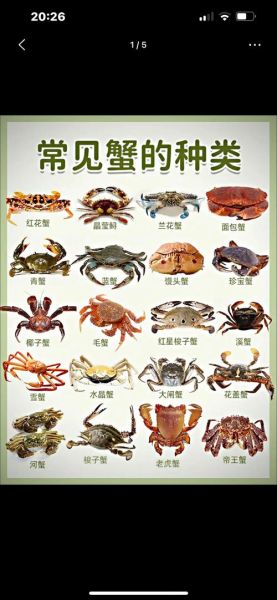 梦到好多螃蟹是什么意思_梦见螃蟹成群代表什么