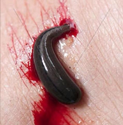 梦到蚂蝗是什么意思_梦见蚂蝗吸血代表什么