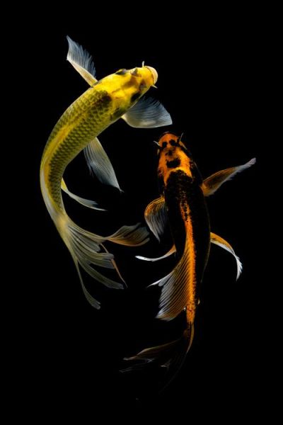 财运鱼黑色_养黑鱼真的能招财吗