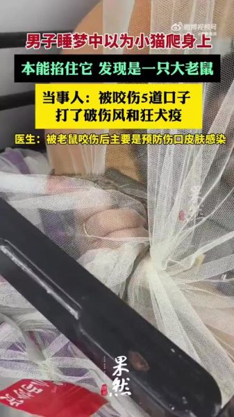 梦到猫咬死老鼠_是什么意思